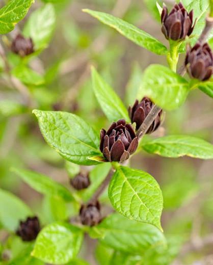 Featured image of post Simple Way to Carolina Allspice Shrub For Sale