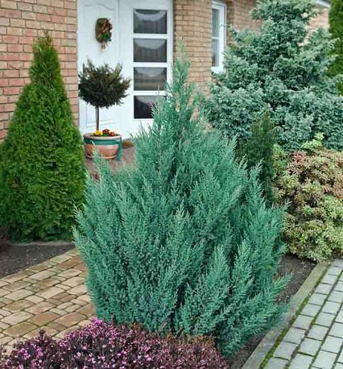 Juniperus Chinensis Stricta Chinese Juniper