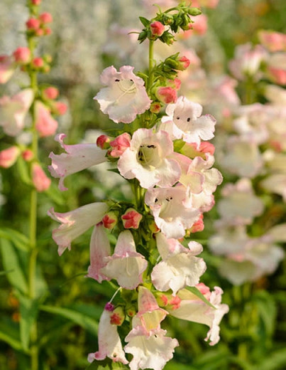 Penstemon Apple Blossom Beardtongue