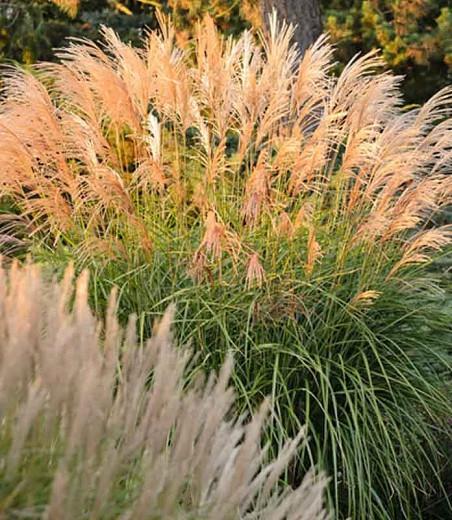 Miscanthus Sinensis Grosse Fontane Chinese Silver Grass