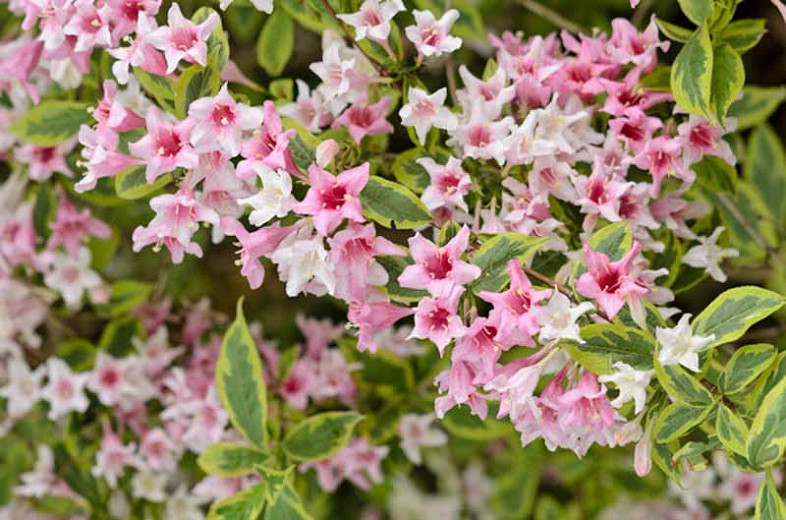 How To Bring Your Pink Weigela Back To Life In Days ...