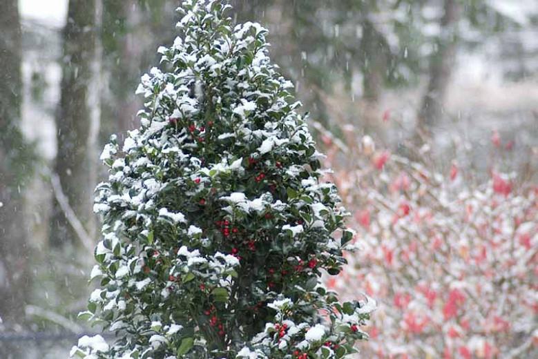 Ilex X Meserveae Castle Spire® (Blue Holly)