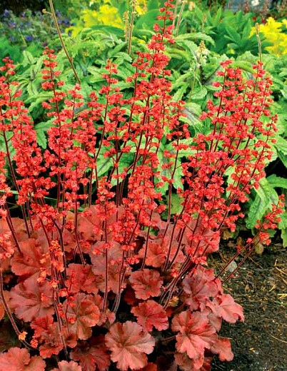 Heuchera 'Cherry Cola' (Coral Bells)