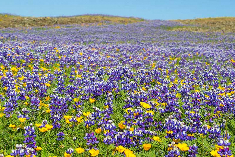 Amapola de California