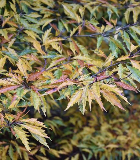 Fagus Sylvatica Var Heterophylla Aspleniifolia Fern Leaved Beech