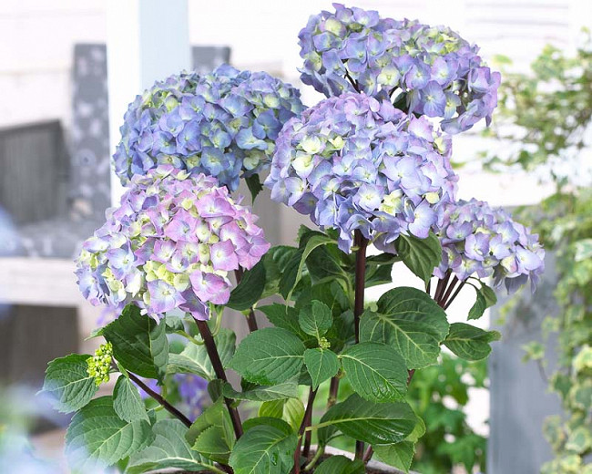 Image of Peacock Hydrangea large leaf hydrangea