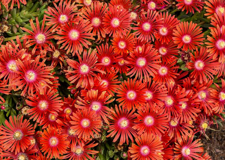 Delosperma Red Mountain Flame Ice Plant