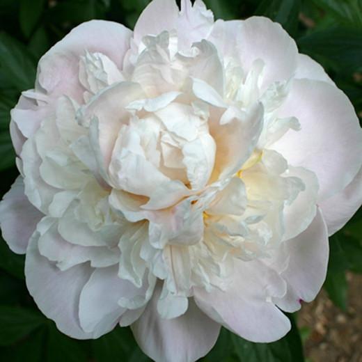 Paeonia Lactiflora Gardenia Peony