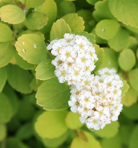 Image of Tor Spirea 'Gold Mound' plant