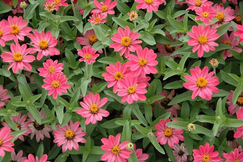 Zinnia 'Profusion' Series