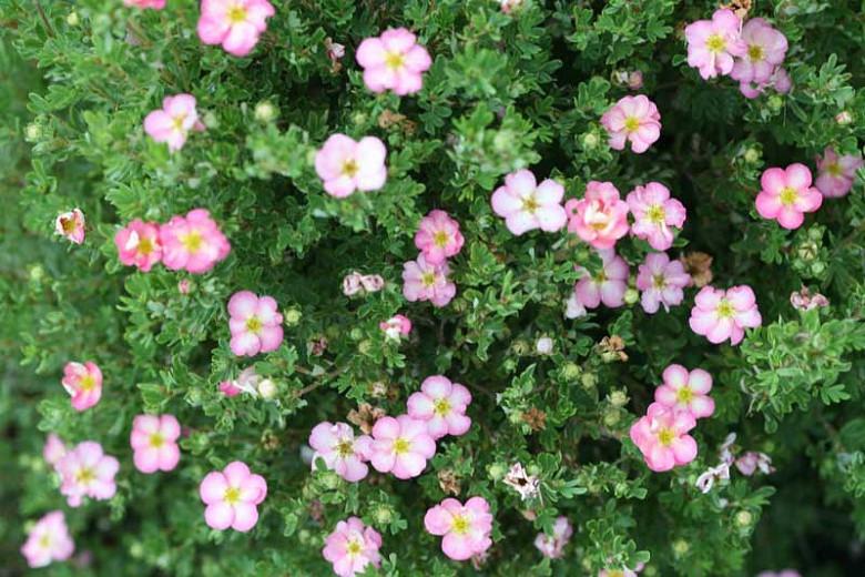 Potentilla Fruticosa Happy Face Hearts® (Shrubby Cinquefoil)