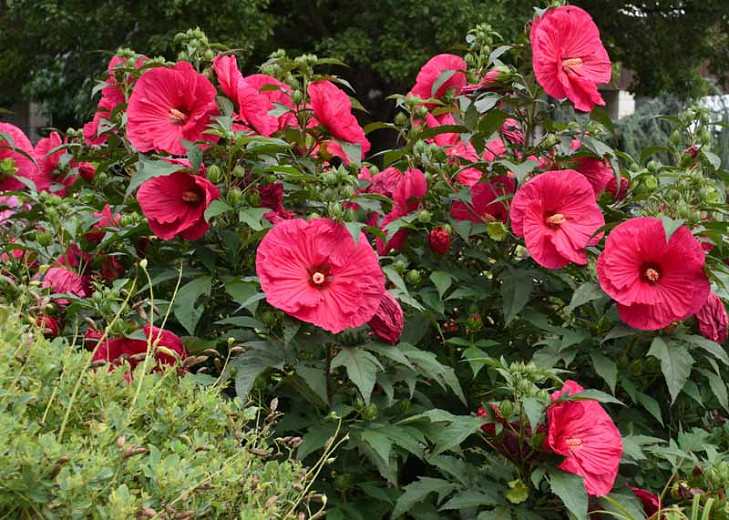 Image of Hibiscus summer flower field