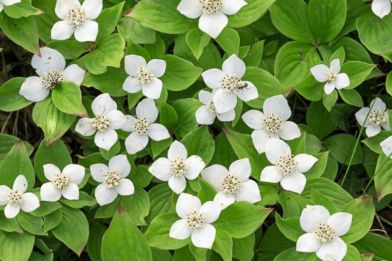 Image of Bunchberry plant