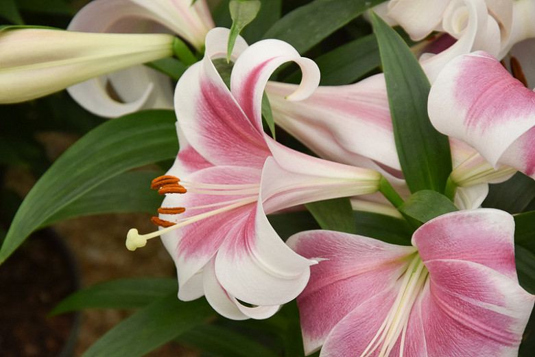 Lilium Triumphator (Longiflorum Oriental Hybrid Lily)