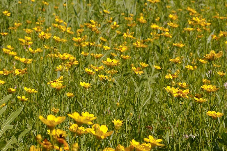 Illinois Wildflowers Coreopsis Palmata