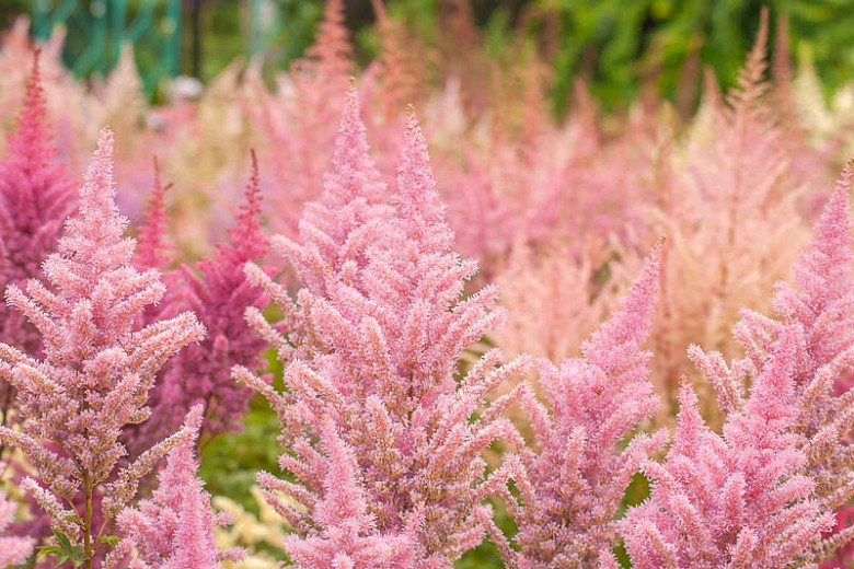 Astilbe Erica Arendsii Hybrid