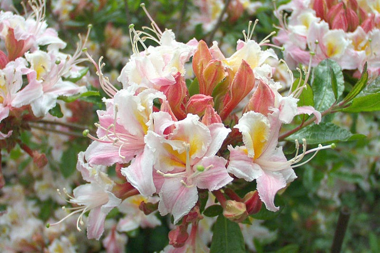 Image of Western azalea flower