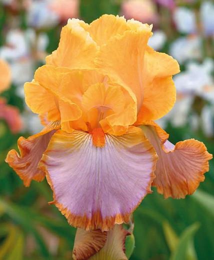 Iris Grand Canyon Sunset Bearded Iris