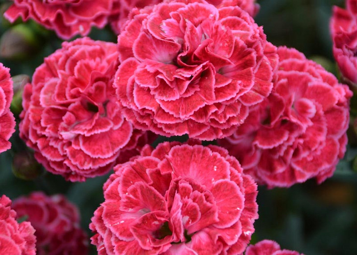 Dianthus 'Raspberry Ruffles' (Pink)