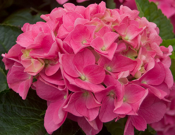 Image of Cityline Vienna hydrangea pink