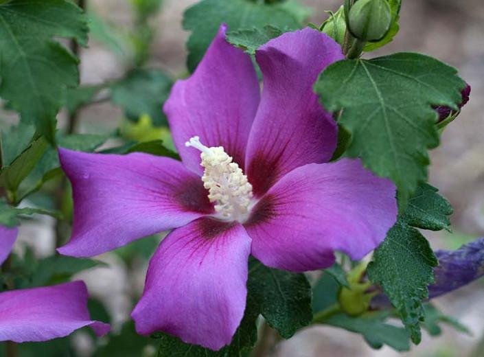 Hibiscus Syriacus Purple Satin Rose Of Sharon