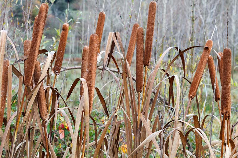 free printable coloring pages cattails plants