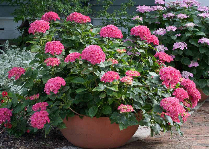 Image of Cityline Lacecap hydrangea pink