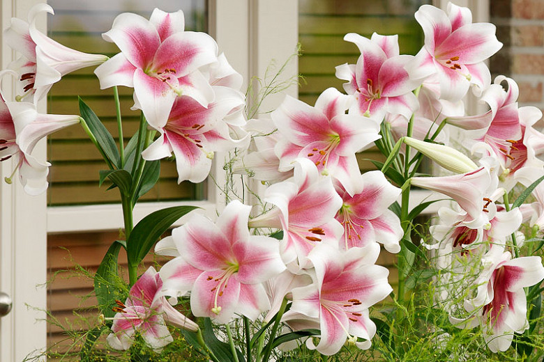 Lilium Triumphator (Longiflorum Oriental Hybrid Lily)