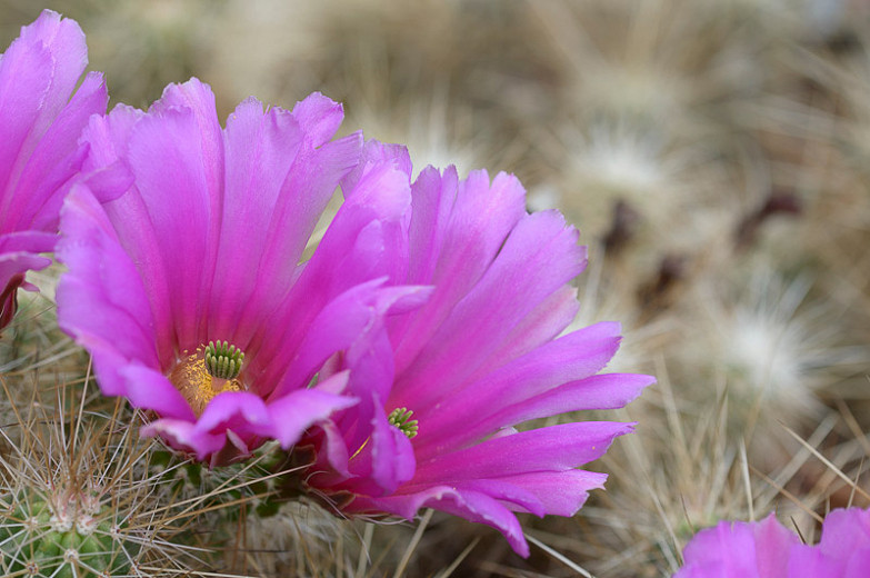 how to take care of a hedgehog cactus