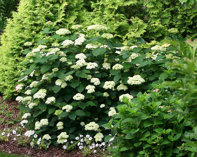 Image of Hydrangea arborescens lime rickey full bloom