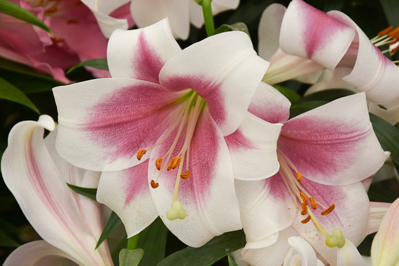 Lilium Triumphator (Longiflorum Oriental Hybrid Lily)