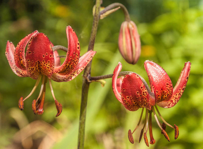 Image of Martagon Lily perennial lily that blooms all summer