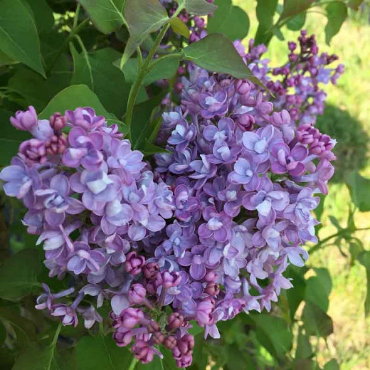 Image of Double common lilac