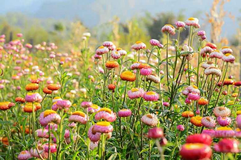 Helichrysum Bracteatum Everlasting Flower