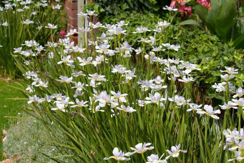 Dietes Grandiflora Fairy Iris