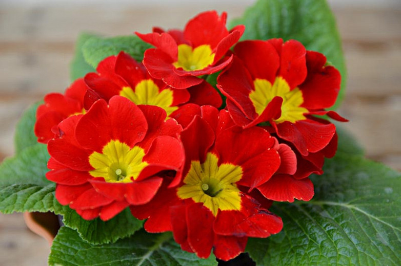 Primula 'Crescendo Bright Red' (Polyanthus Primrose)