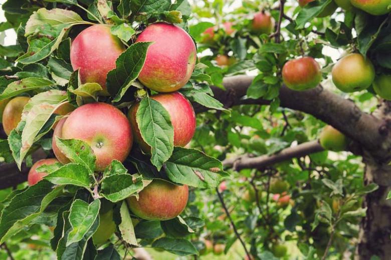 Malus Domestica Honeycrisp Semi Dwarf Apple