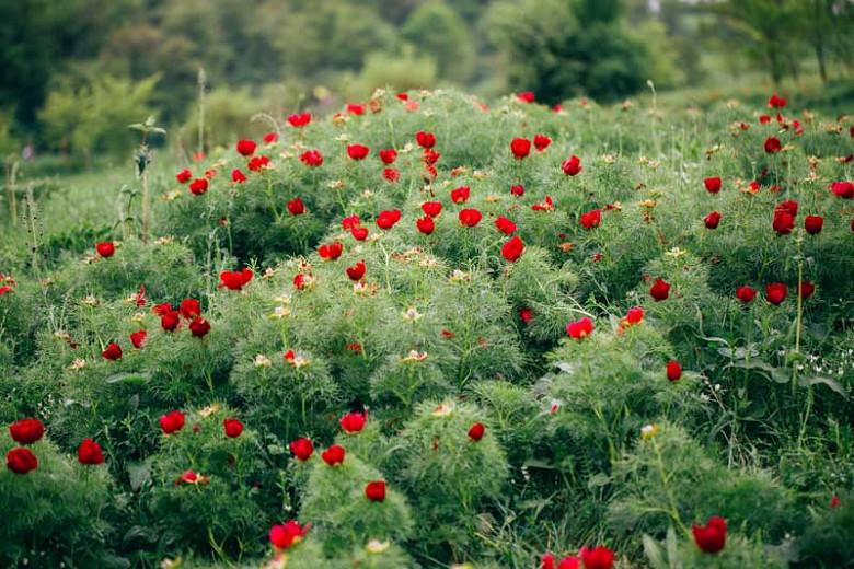 Paeonia Tenuifolia Fernleaf Peony