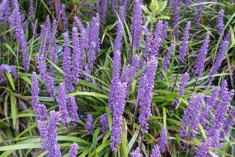 Liriope Muscari Big Blue Lily Turf