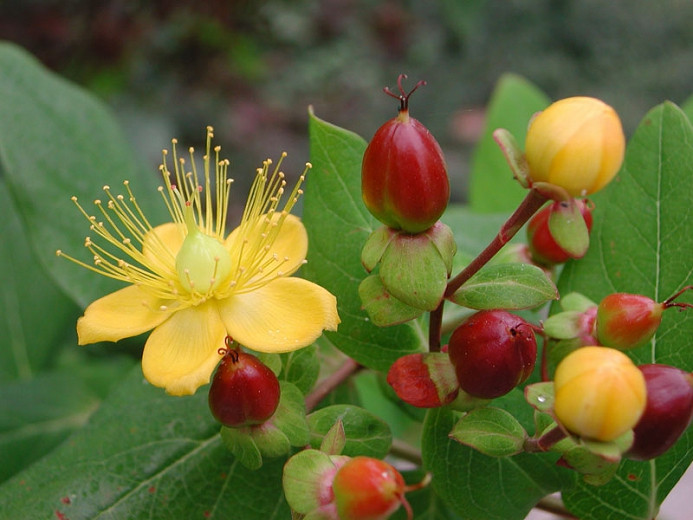 Hypericum x inodorum 'Magical Universe' (St. John's Wort)