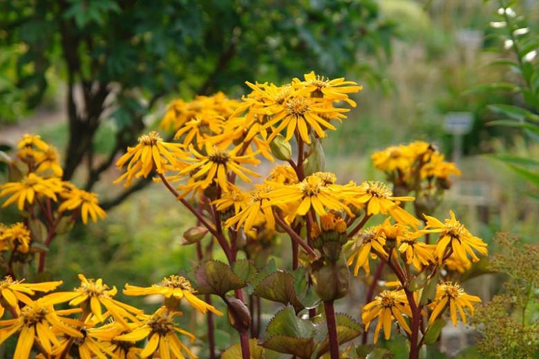 Ligularia Dentata Othello Leopard Plant