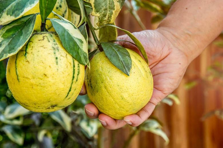 Eureka pink lemon tree facts