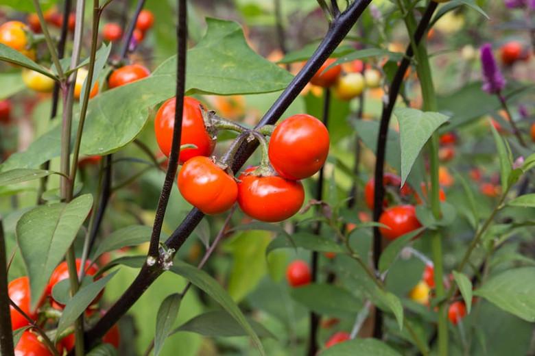 Solanum Integrifolium (Pumpkin on a Stick)