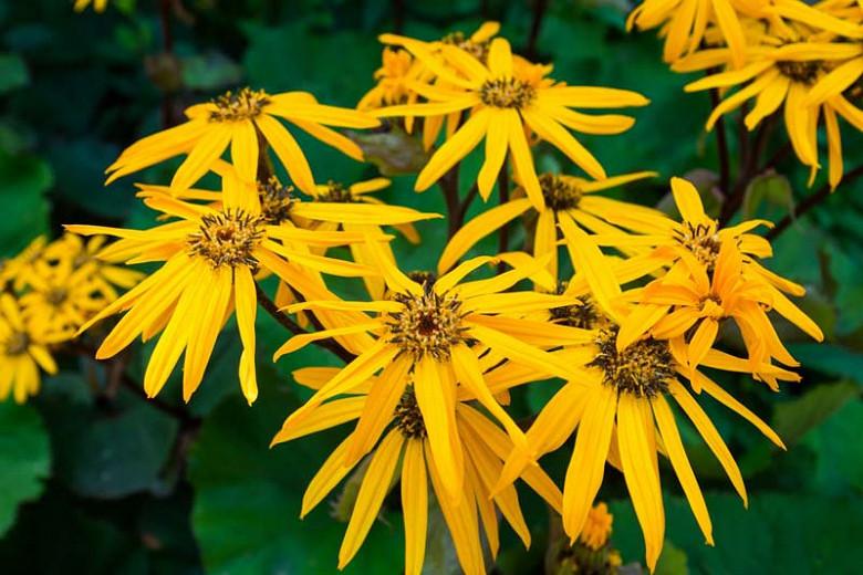 Ligularia Dentata Othello Leopard Plant