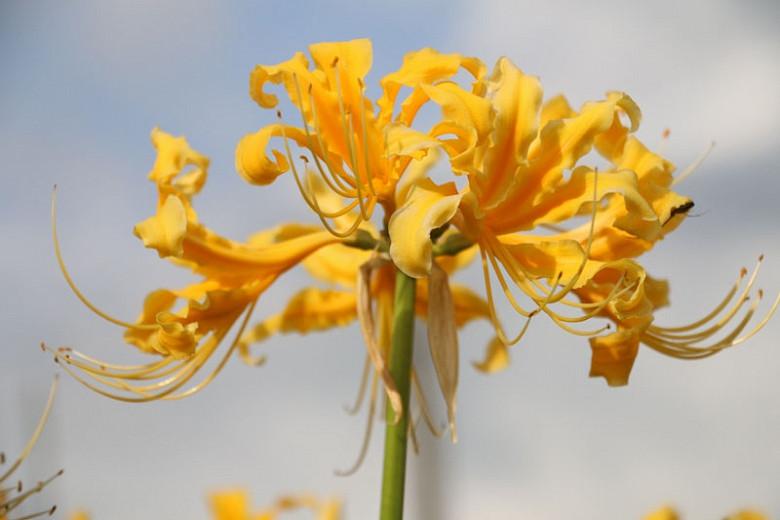 Lycoris Aurea Golden Spider Lily