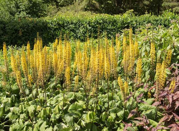 Ligularia The Rocket Leopard Plant