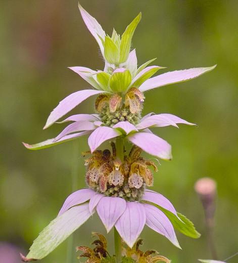 Monarda Punctata Spotted Bee Balm