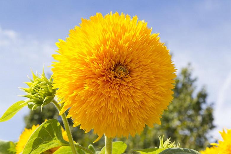 teddy bear with sunflower