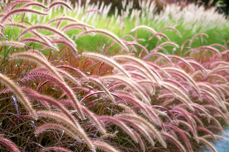 Image of Rubrum Pennisetum – Purple Fountain Grass plant