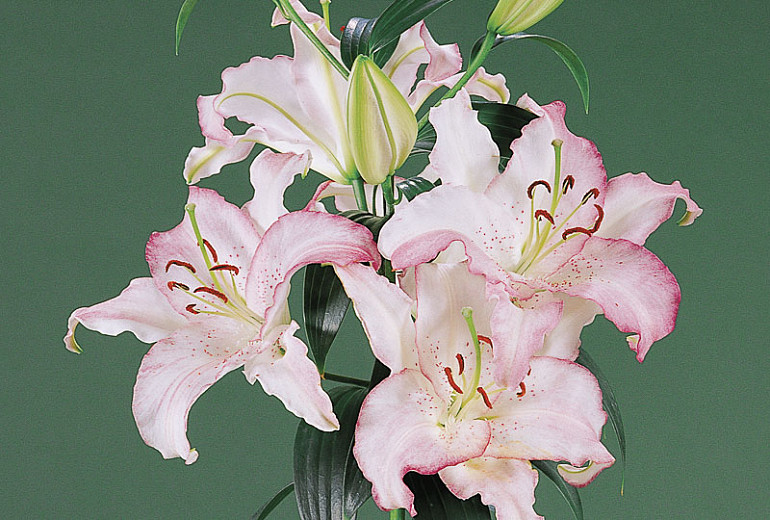 Lilium 'Brasilia' (Oriental Lily)